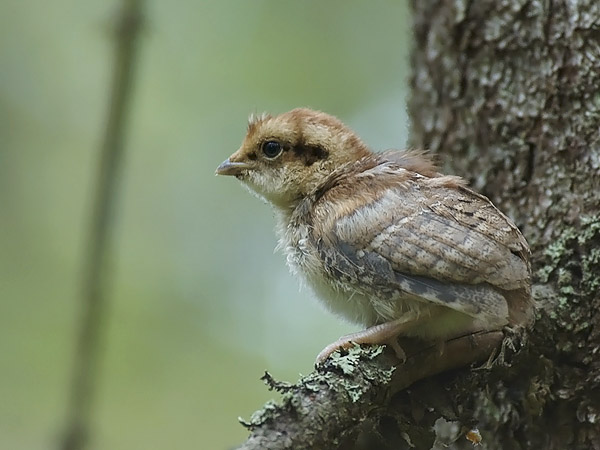 Pyy, Hazel Grouse, Tetrastes bonasia